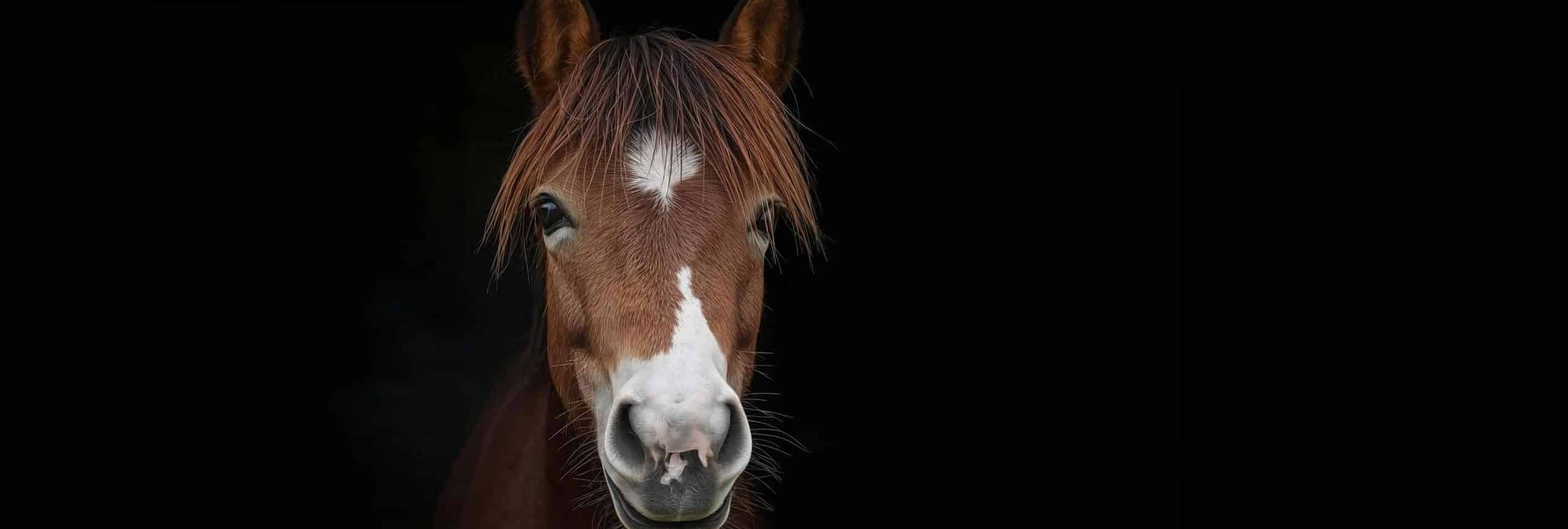 Poney sur fond noir