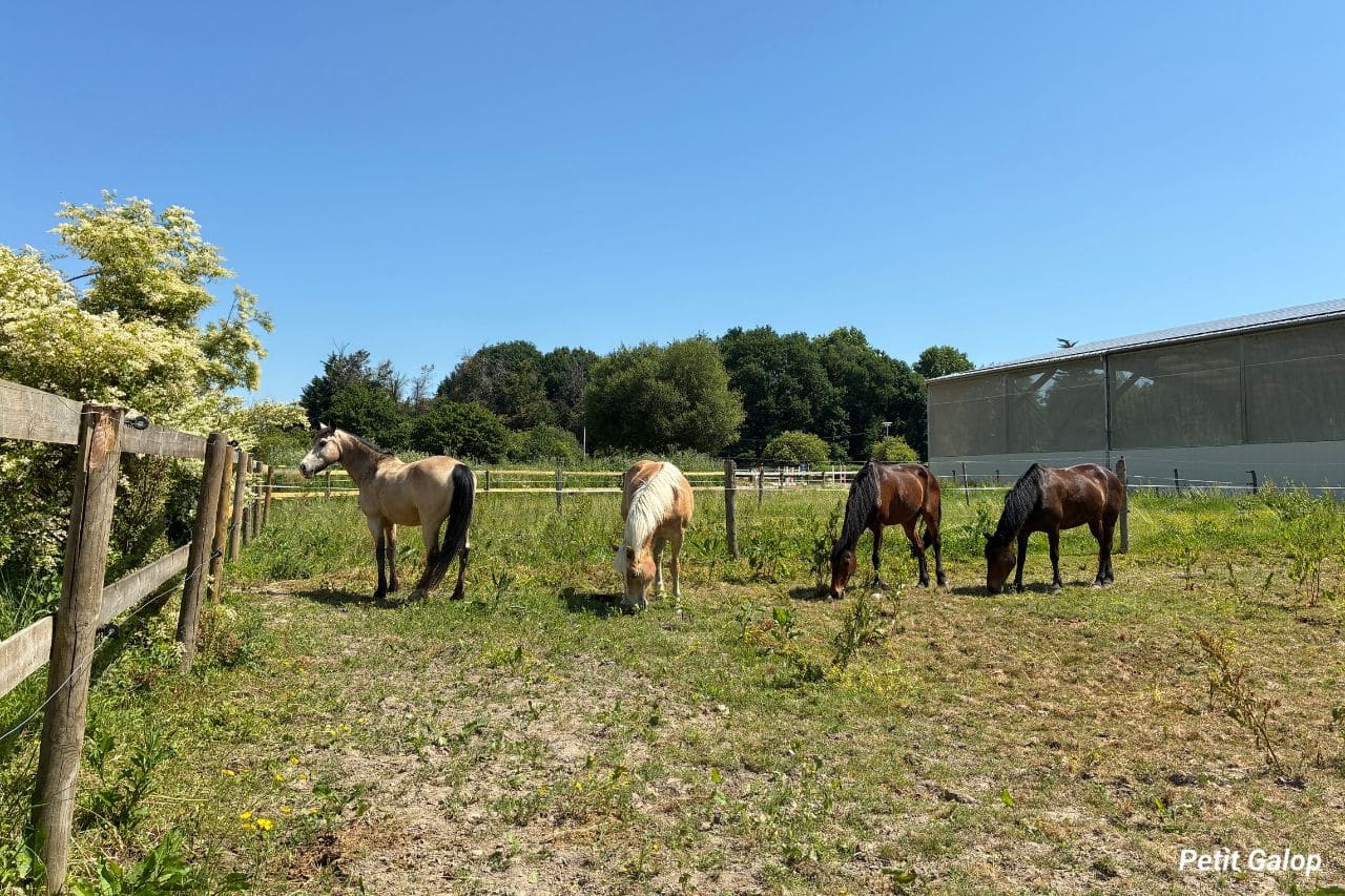 Bien-être cheval