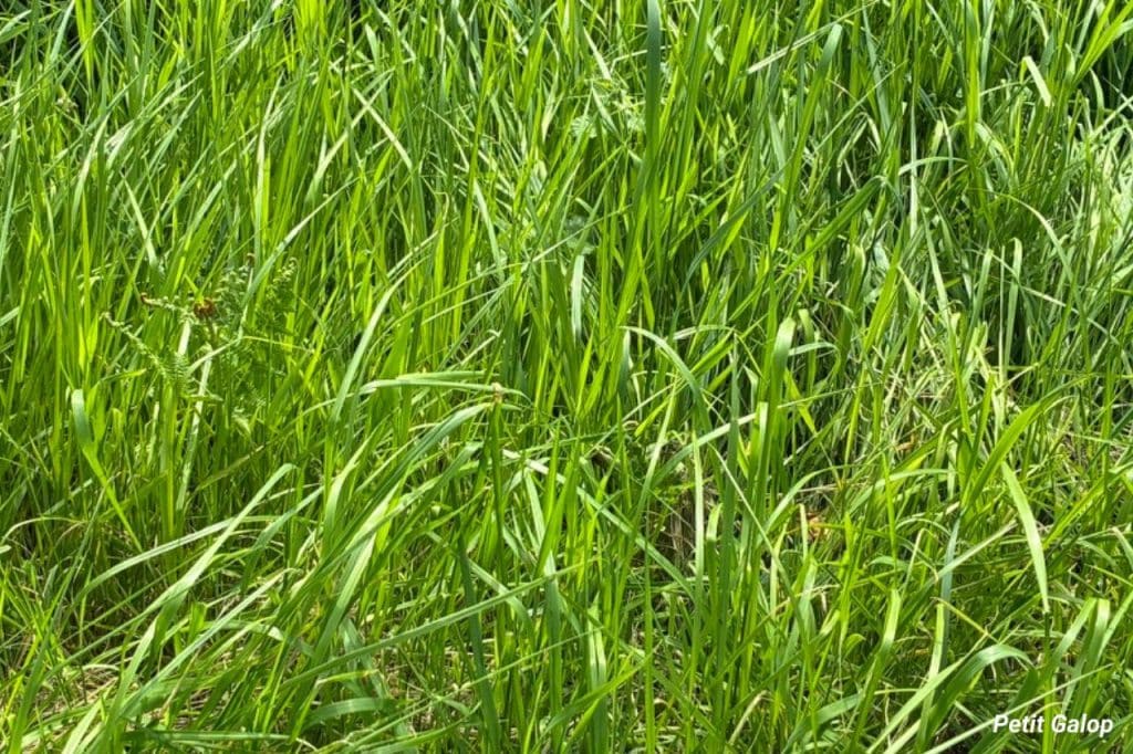 Herbe