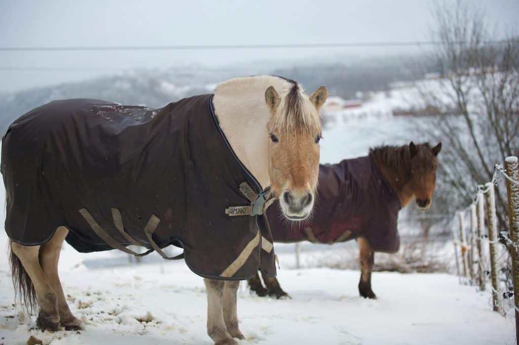 Tondre cheval
