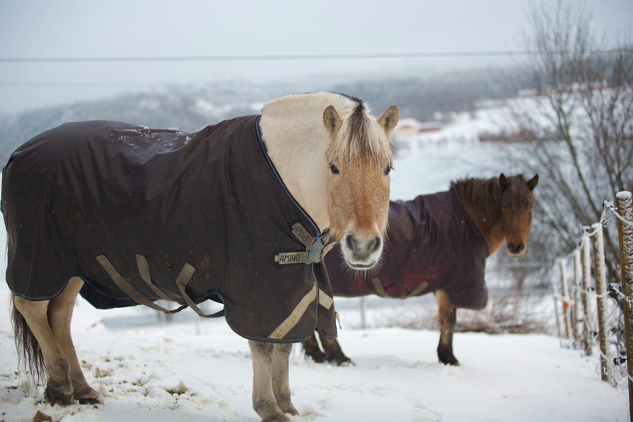 Tondre cheval