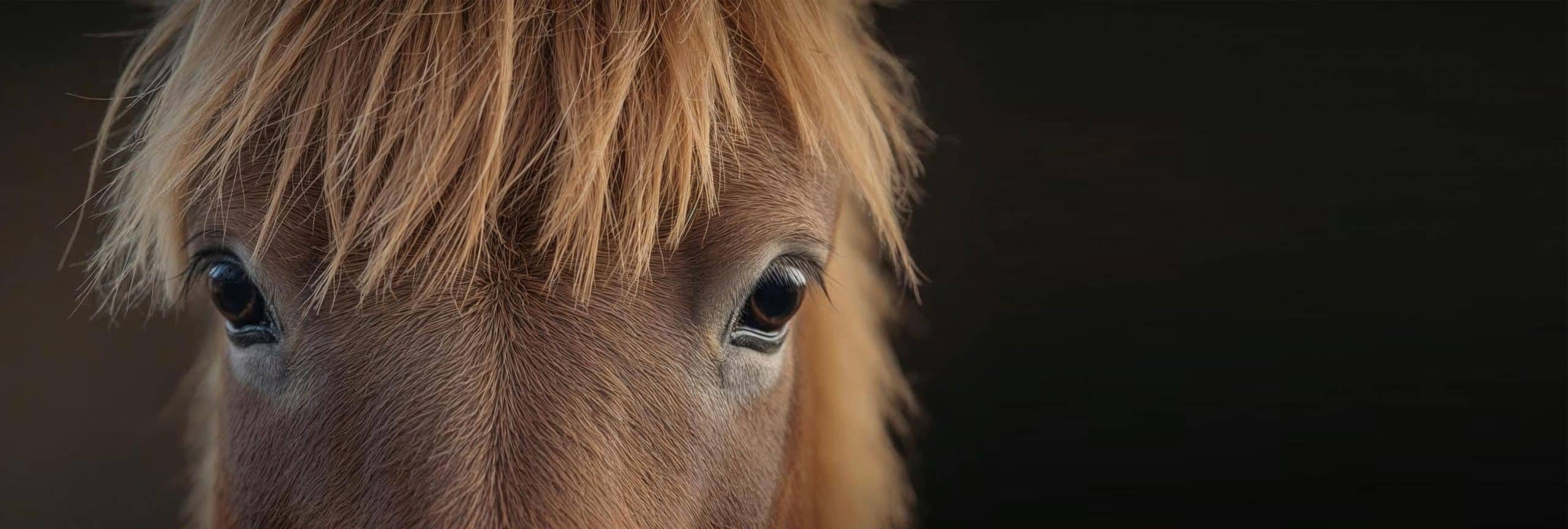 Tête cheval