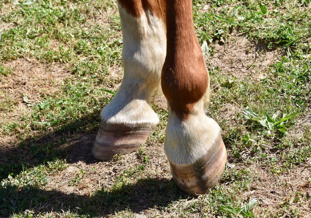 Les maladies du pied du cheval
