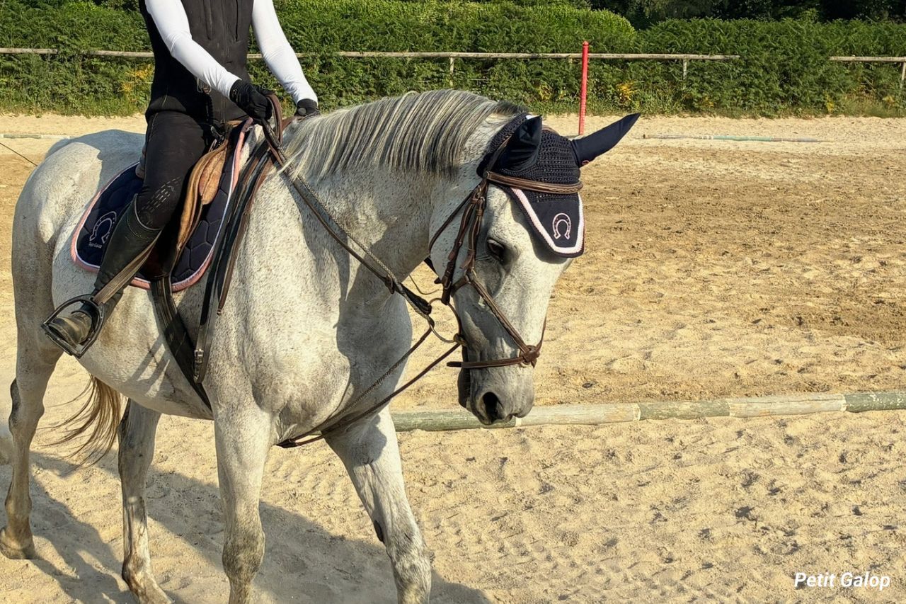 Accord des aides à cheval