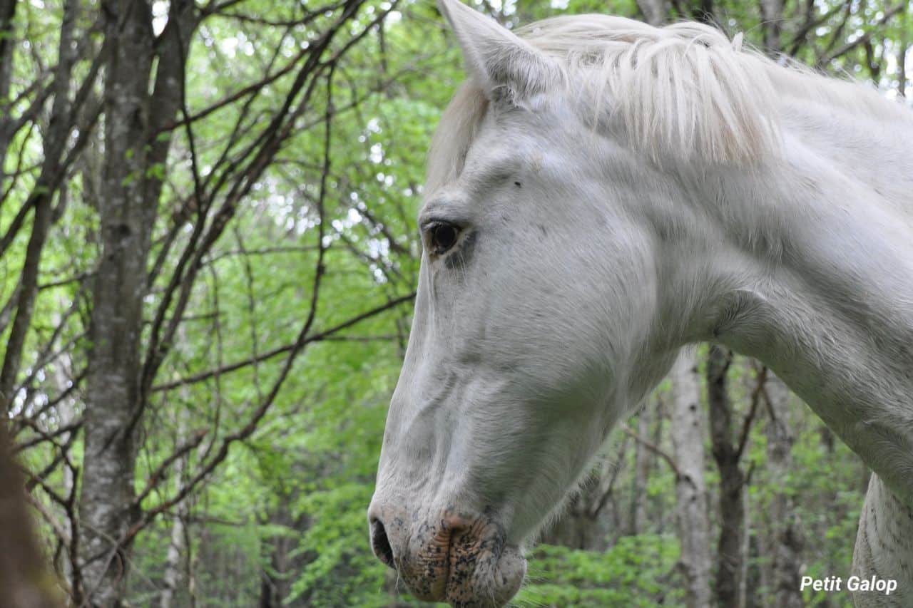 Affections de la peau du cheval
