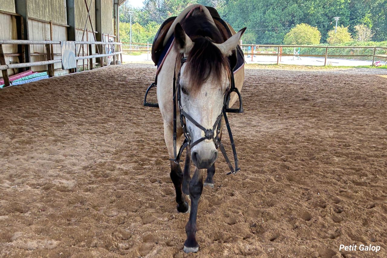 Amener cheval dans manège