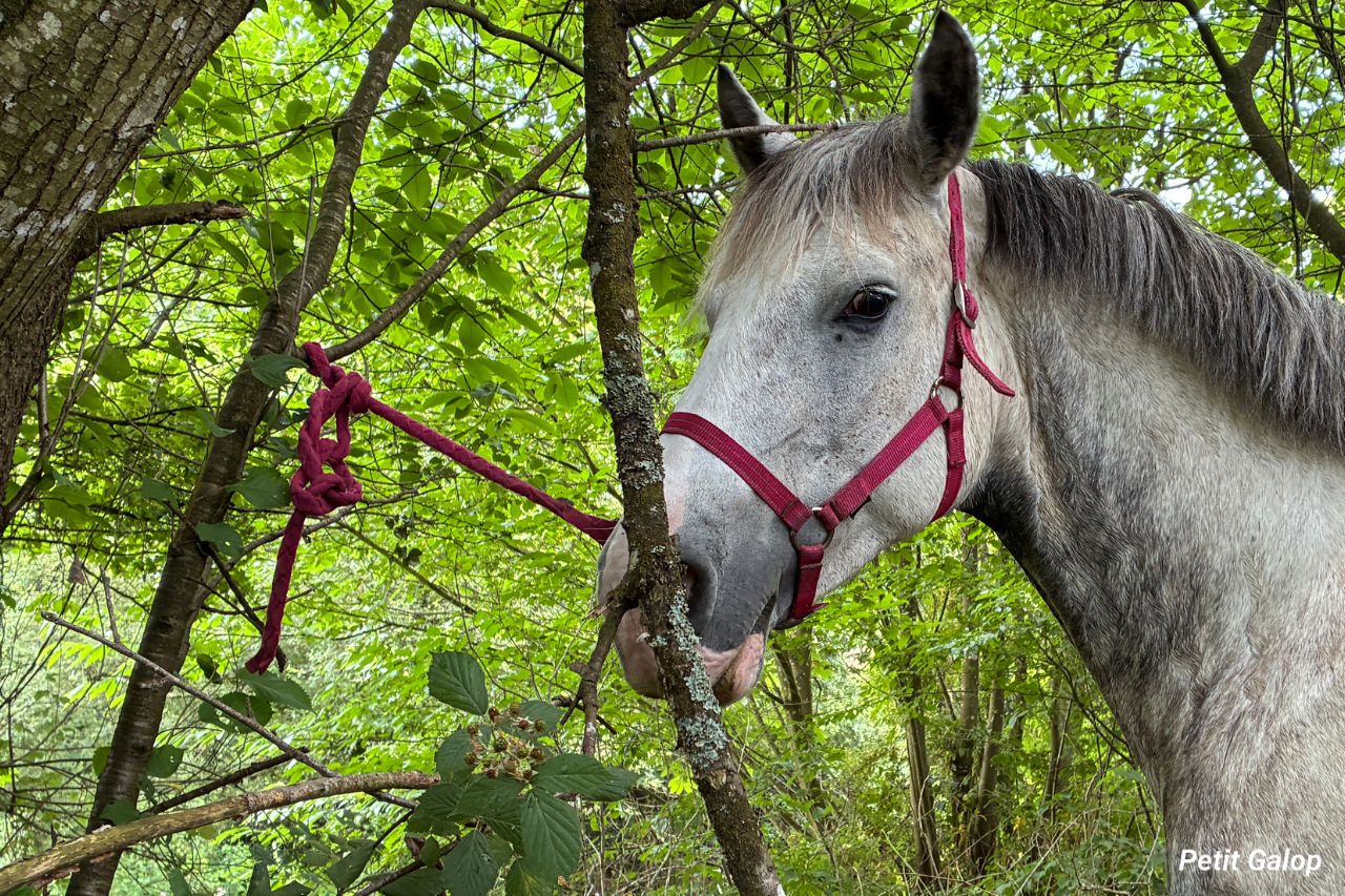Attacher un cheval