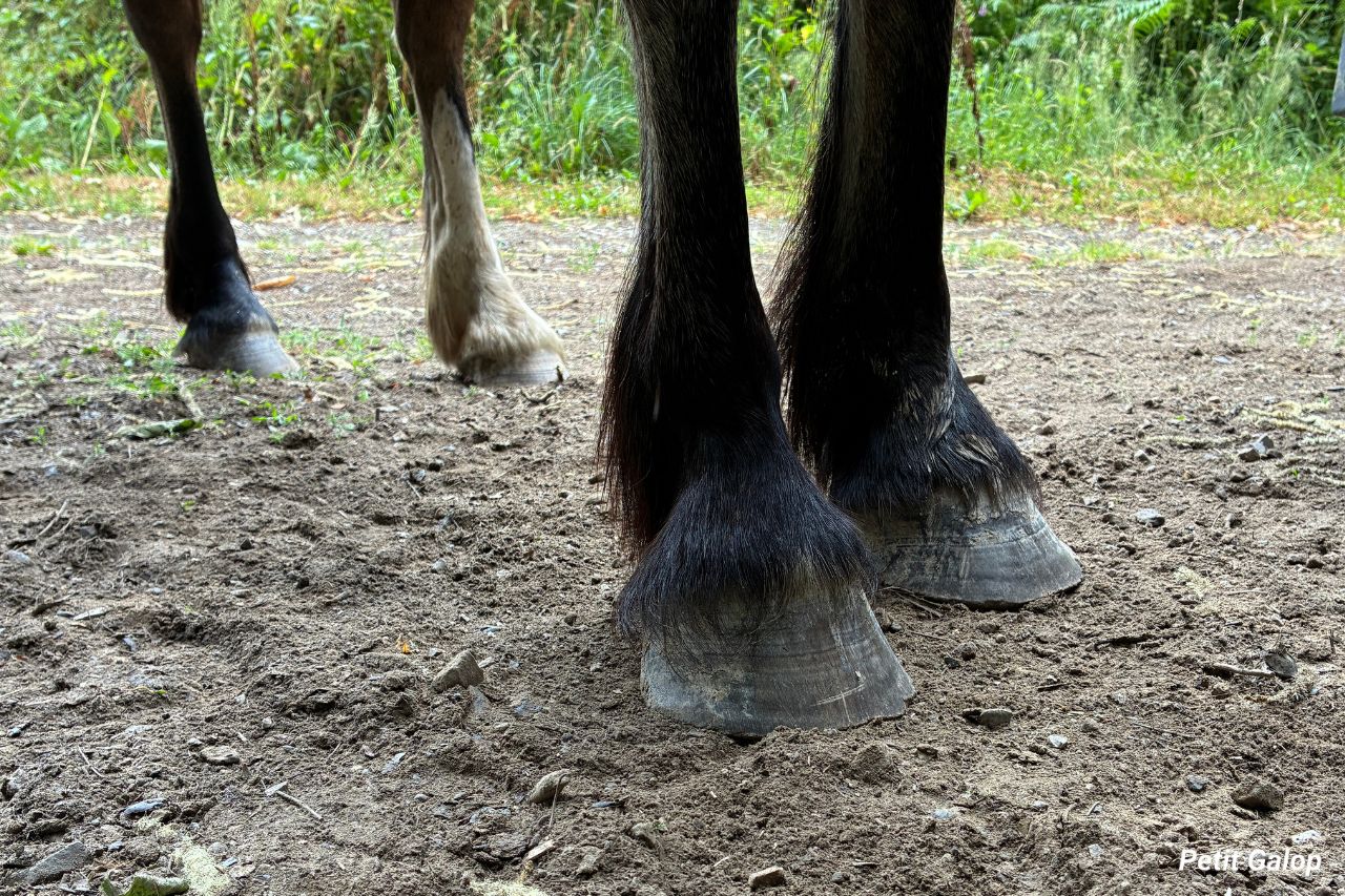 Blessures du pied du cheval