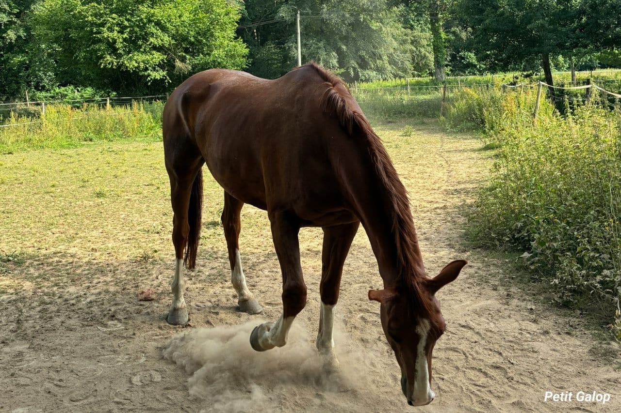 Boiterie cheval