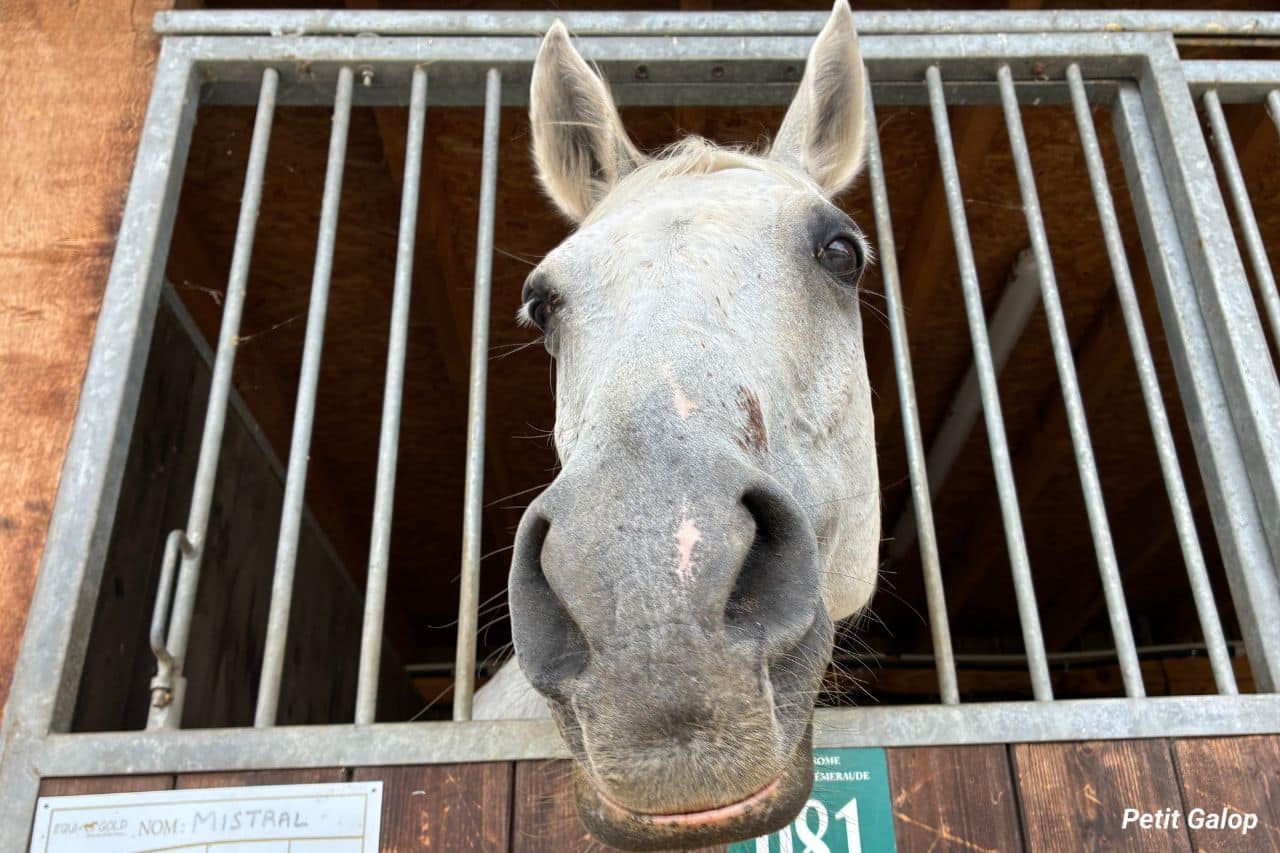 Bouche du cheval