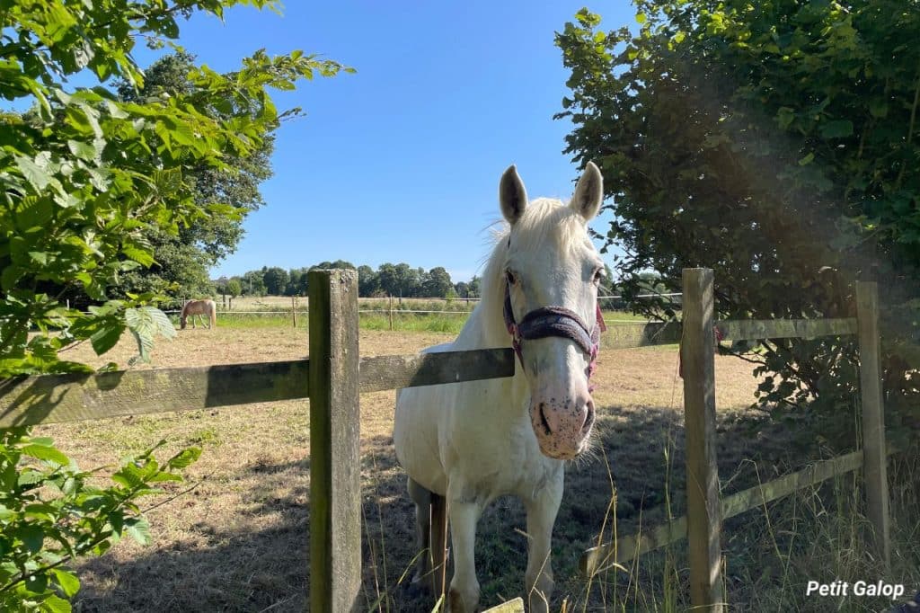 Cheval au pré