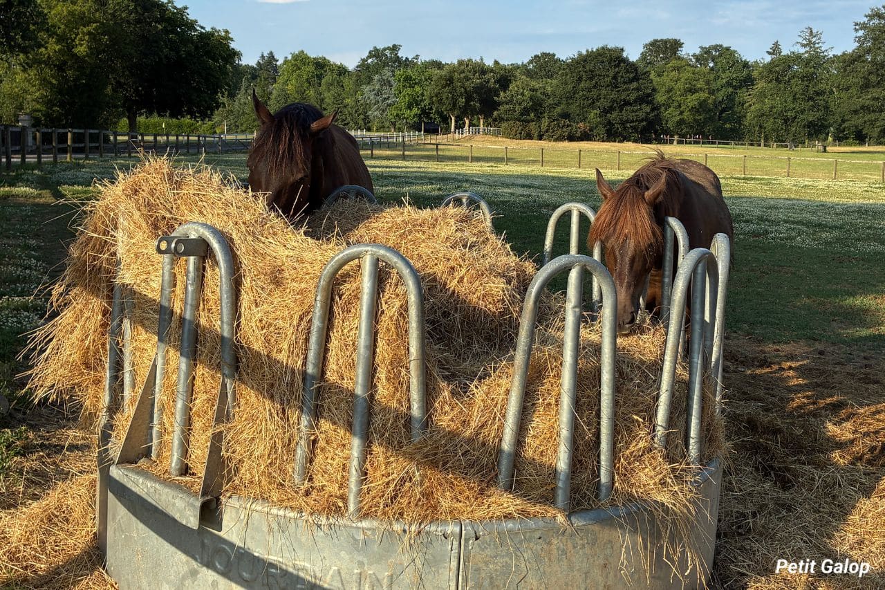 Digestion du cheval
