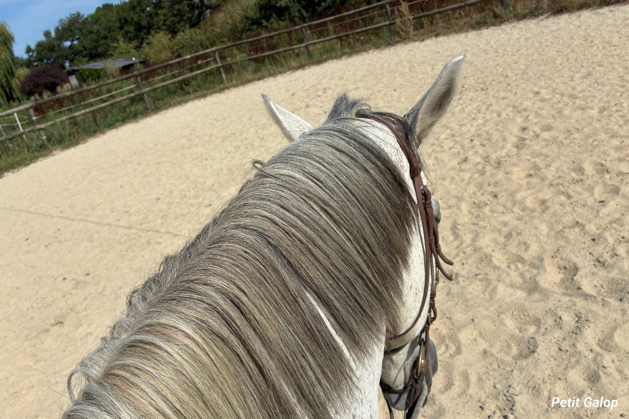Diriger contrôler allure cheval