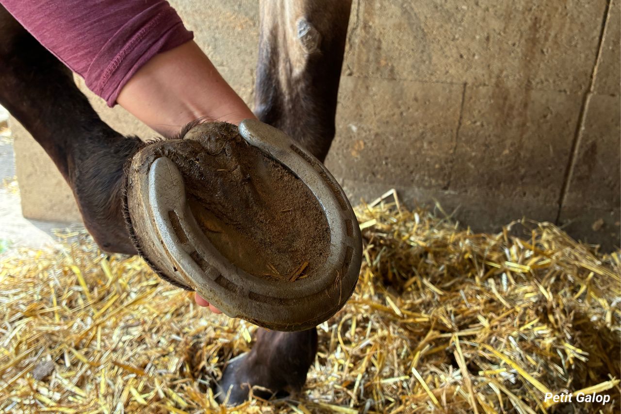 Entretenir les pieds du cheval