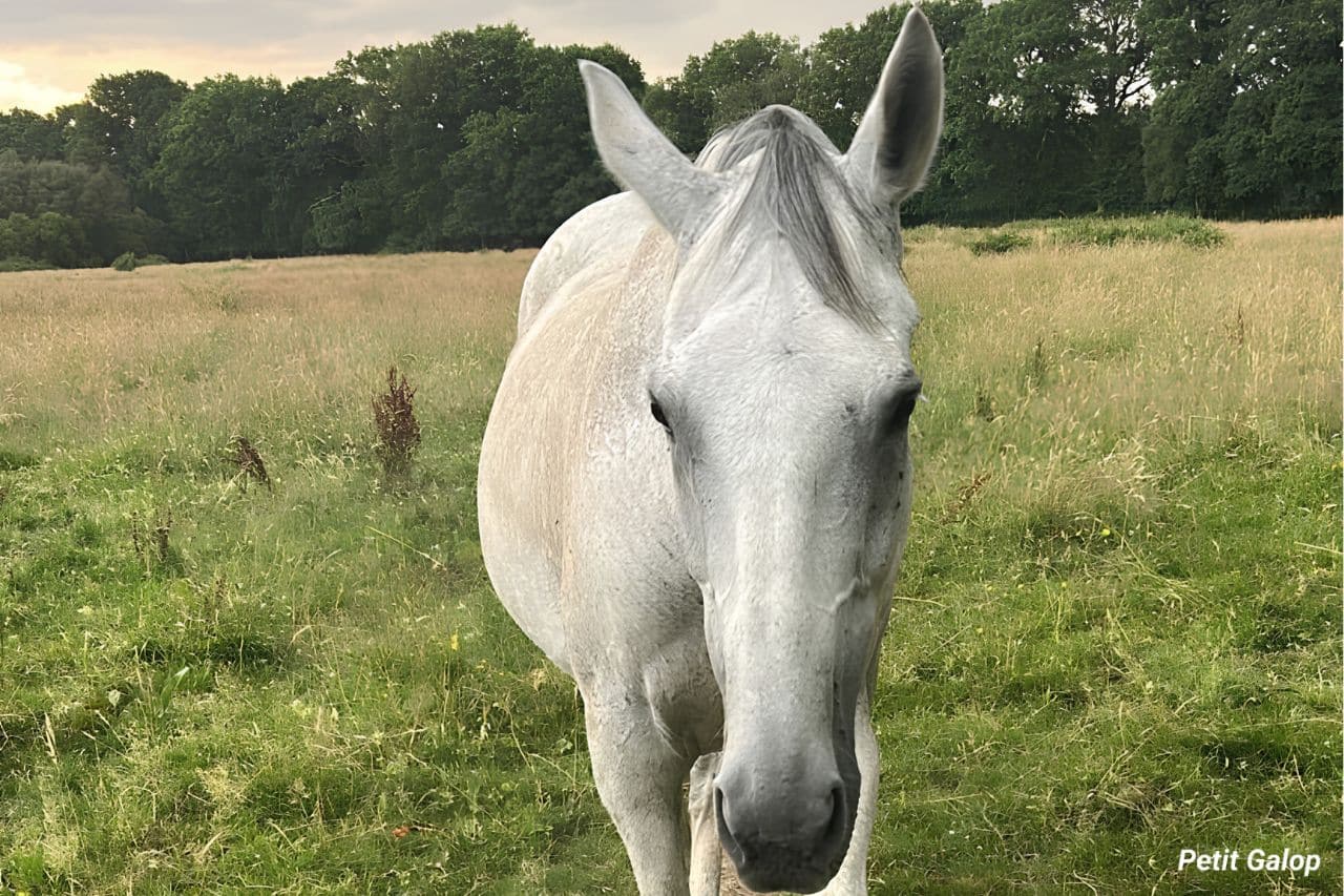 Les épis du cheval