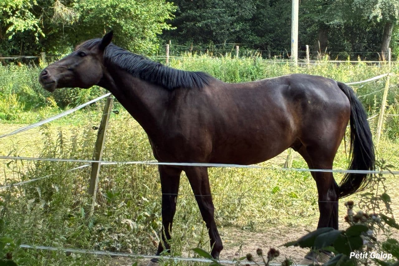 État corporel du cheval
