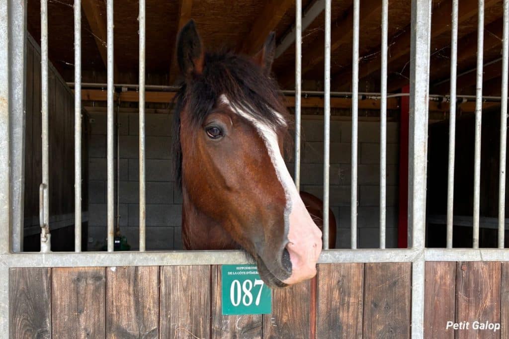 Identification du cheval