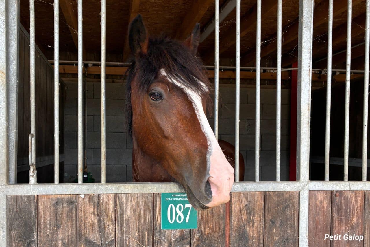 Identification du cheval