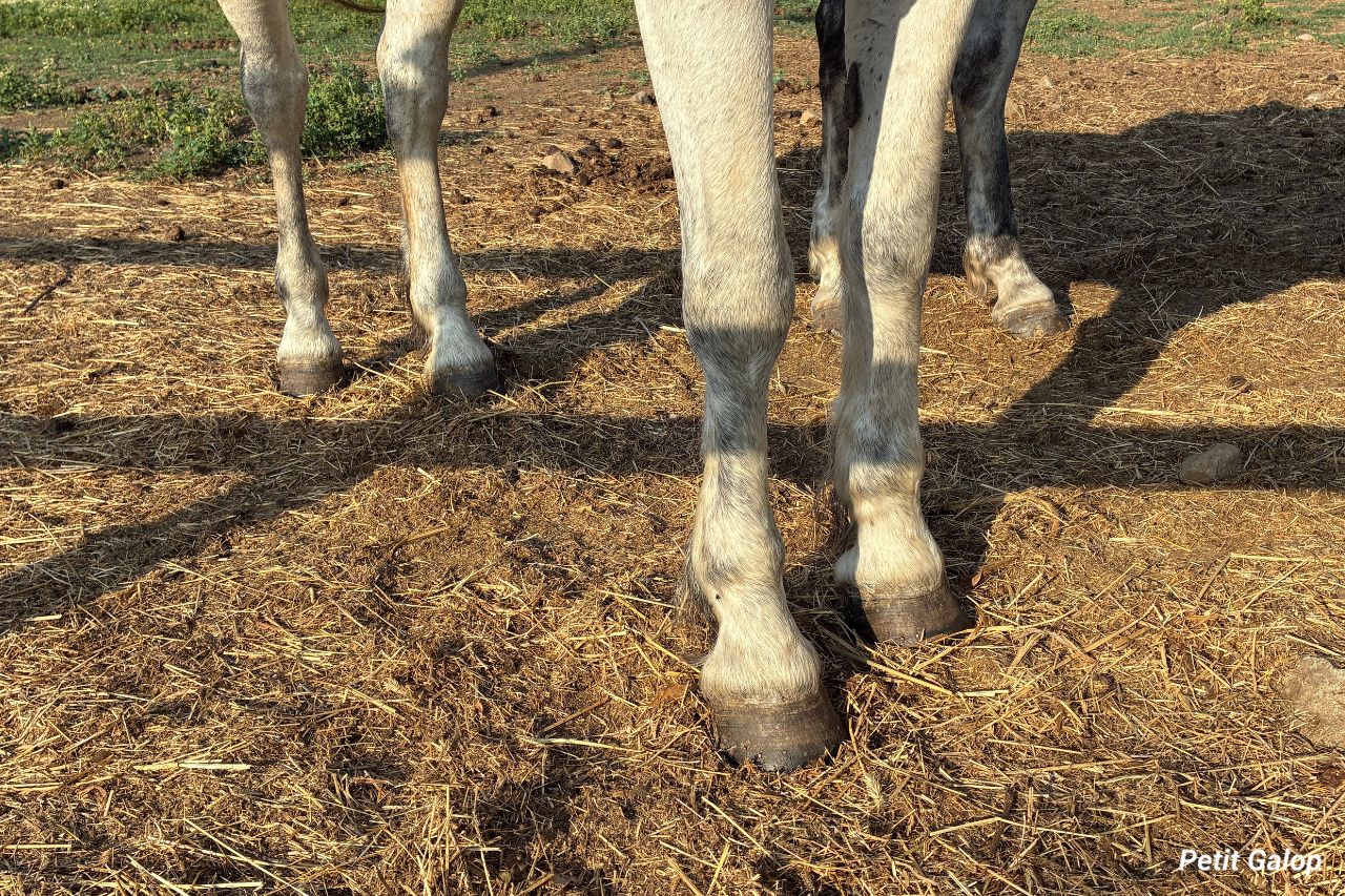 Maladies du pied du cheval