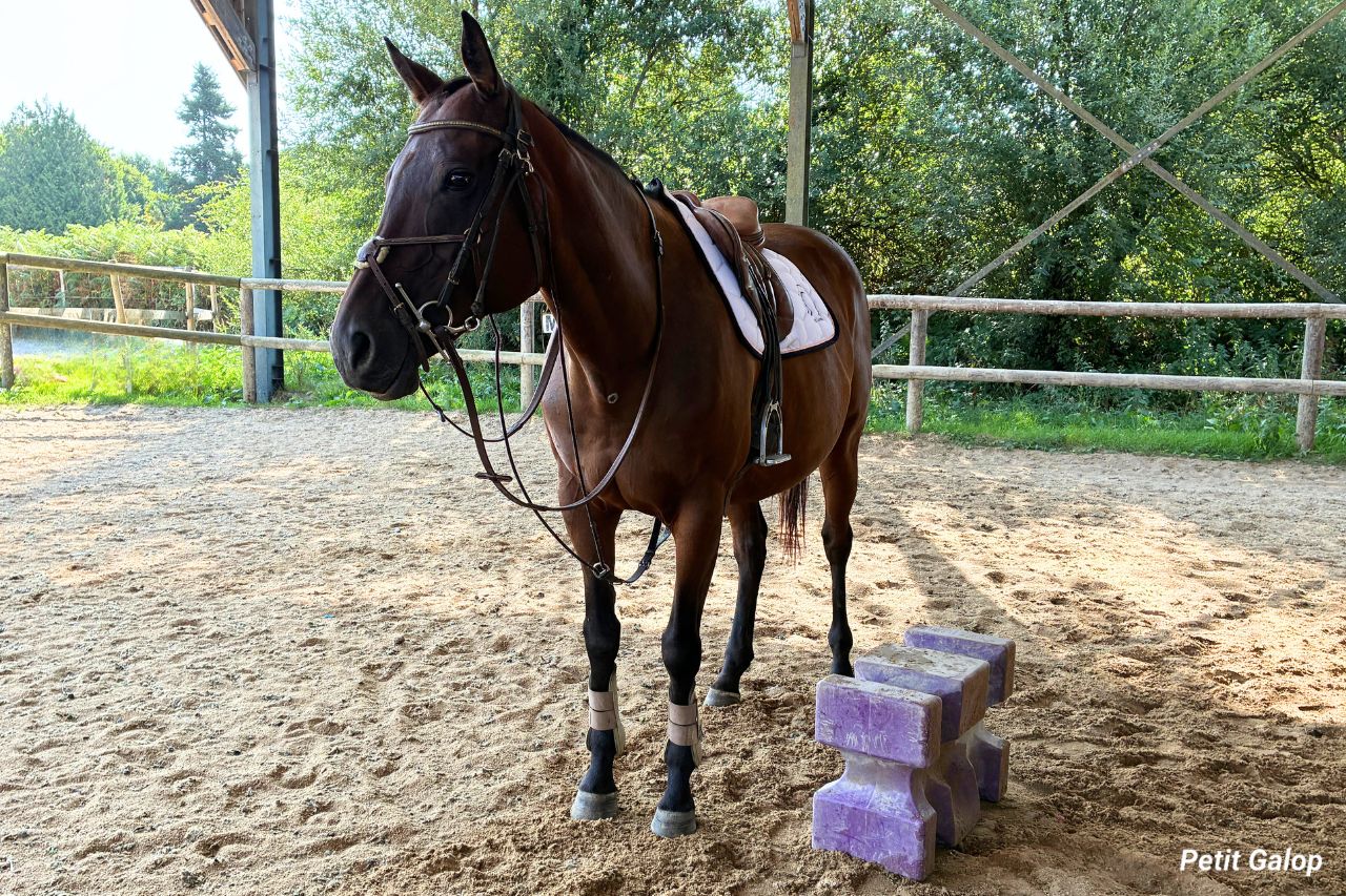 Monter et descendre de cheval