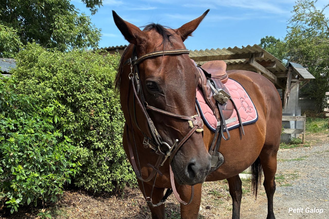 Muserolle croisée cheval