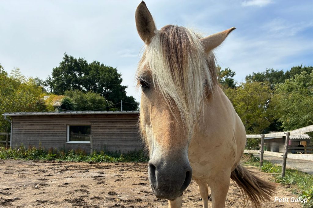 Normes physiologiques du cheval