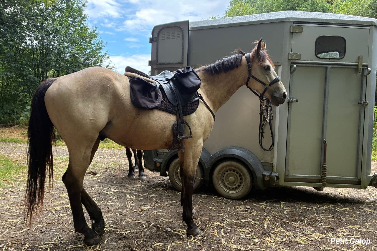 Préparer le cheval et le matériel