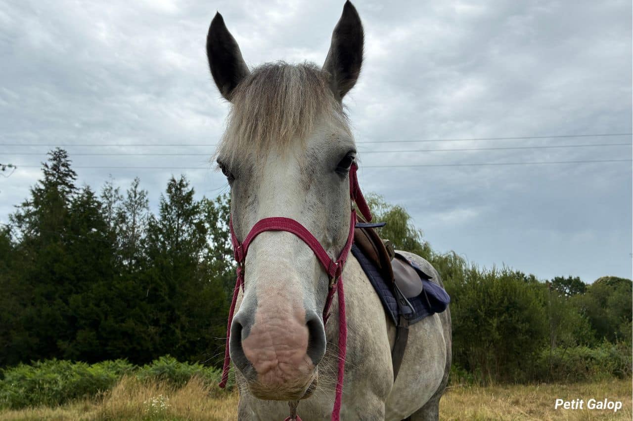 Préparer le cheval