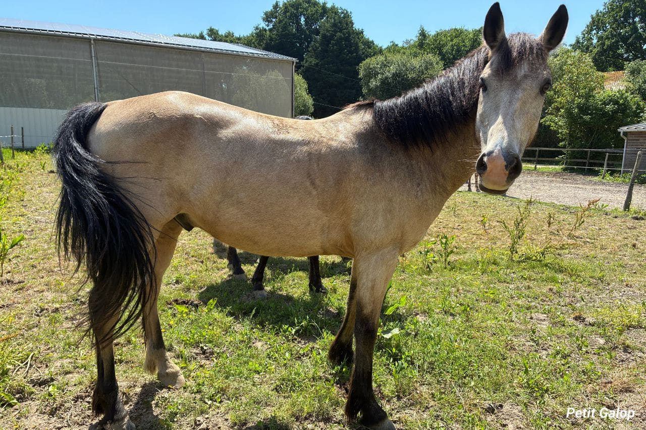 Prêt à avoir un cheval