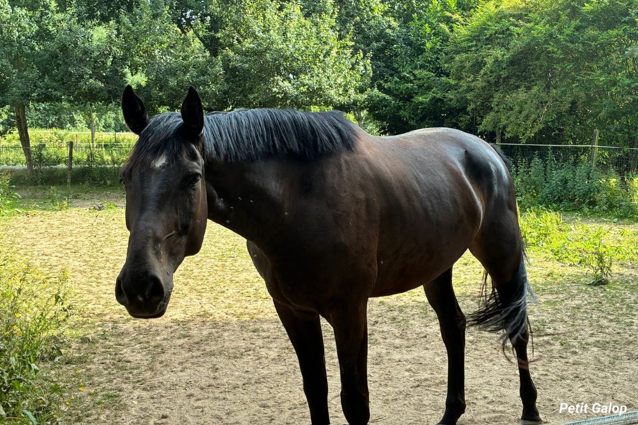 Quelle race de cheval choisir