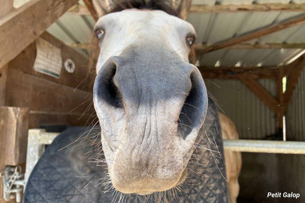 Reconnaître son poney