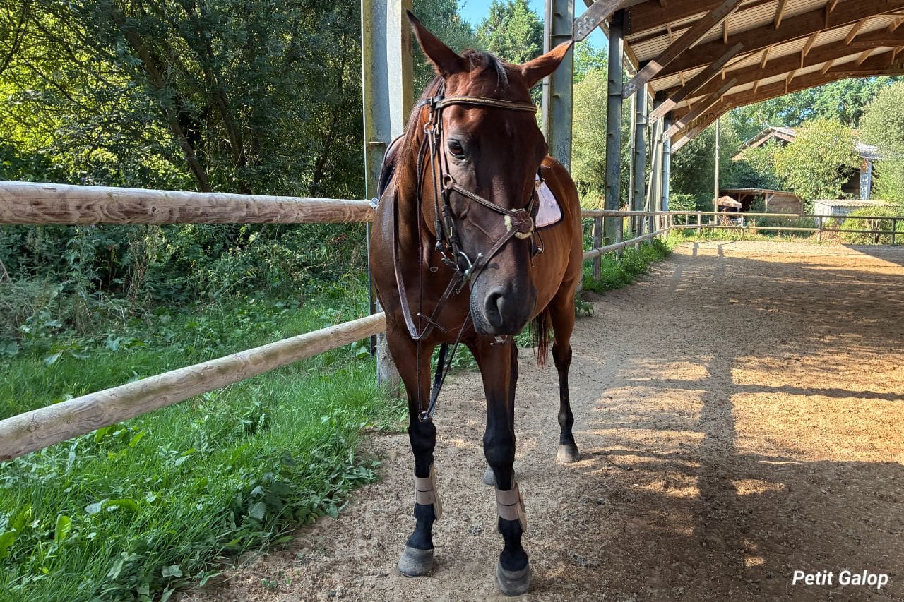 Règles de circulation à cheval dans le manège