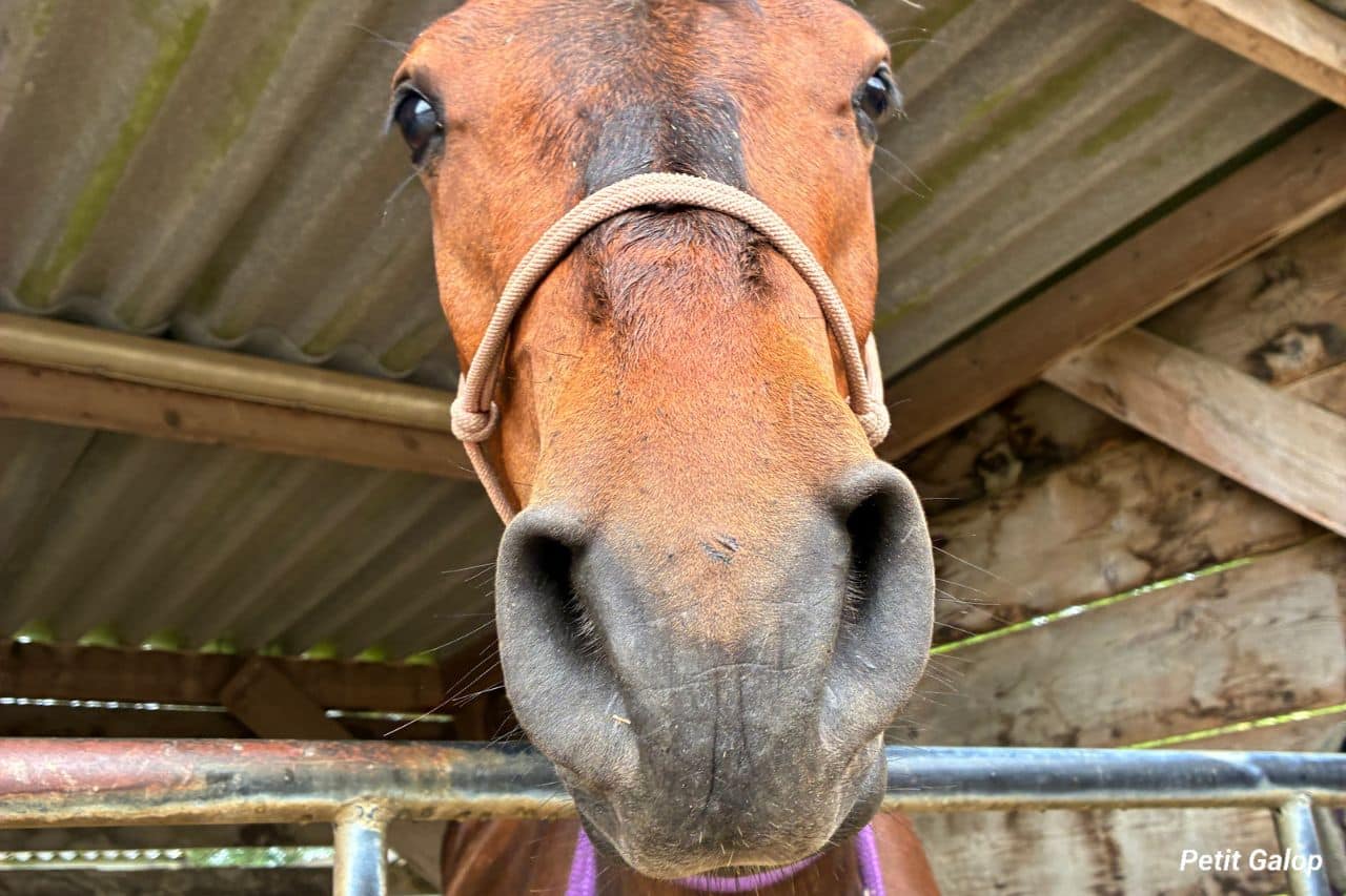 Signes de maladie du cheval