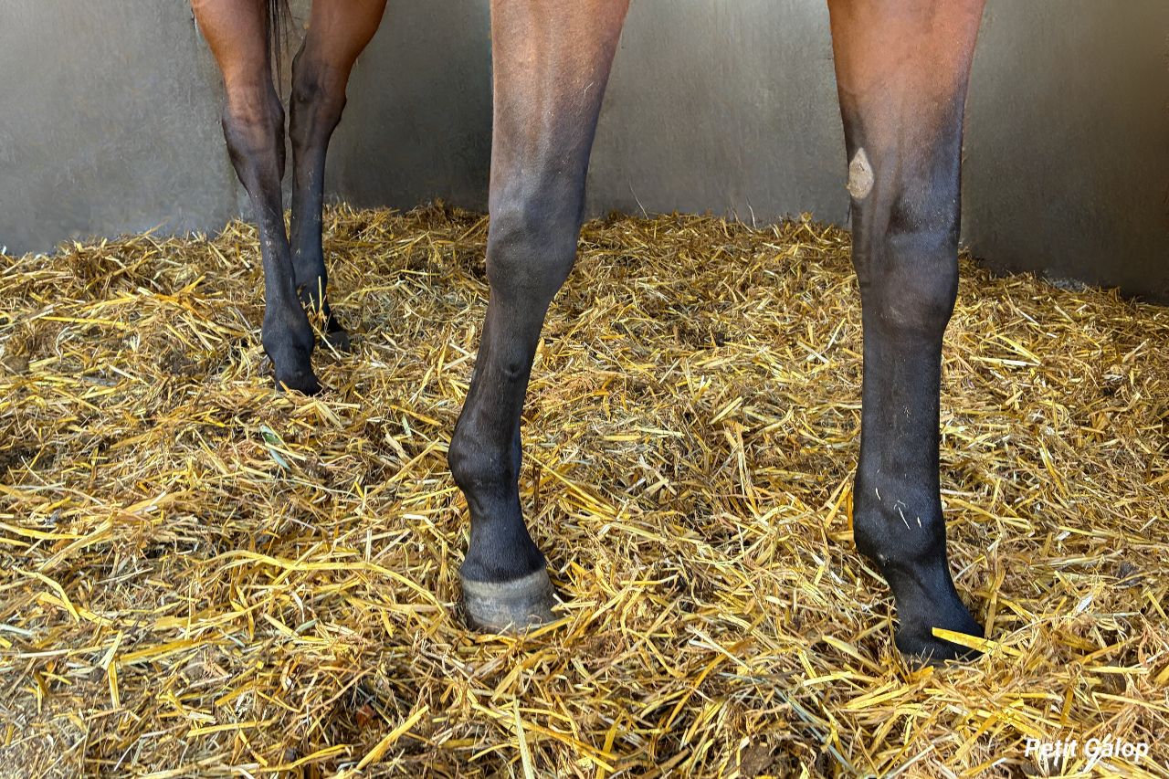 Soin des membres du cheval