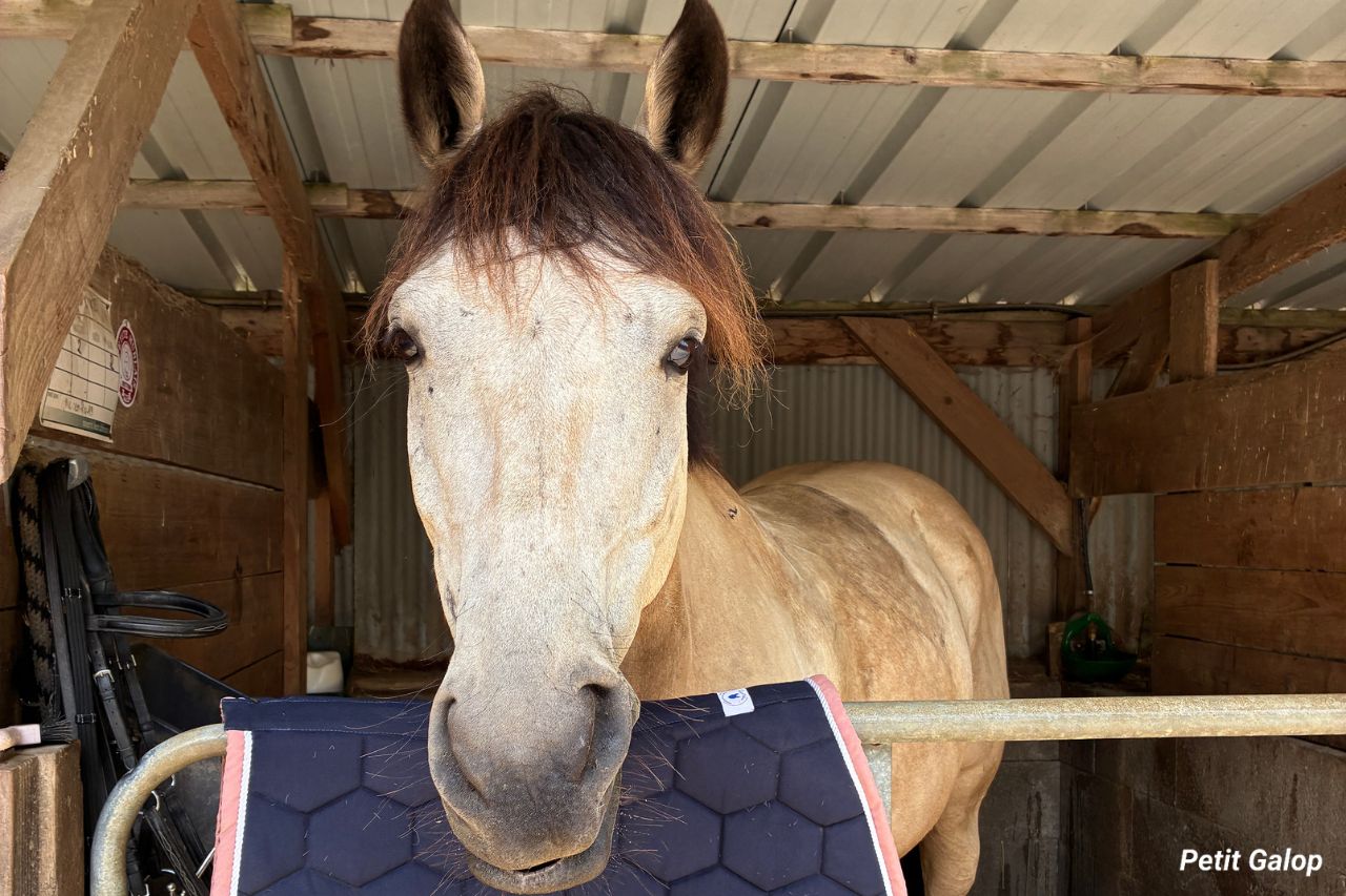 Soins du cheval après le travail