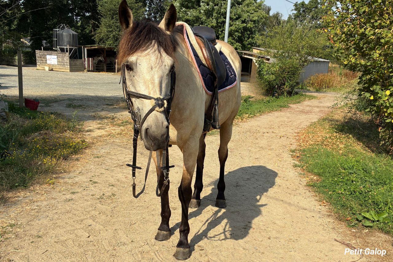 Tailles équipement cheval