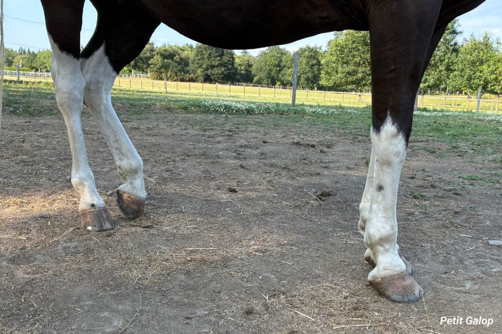 Tares cheval