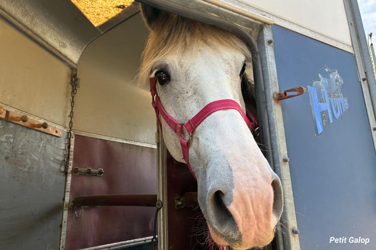 Transport cheval