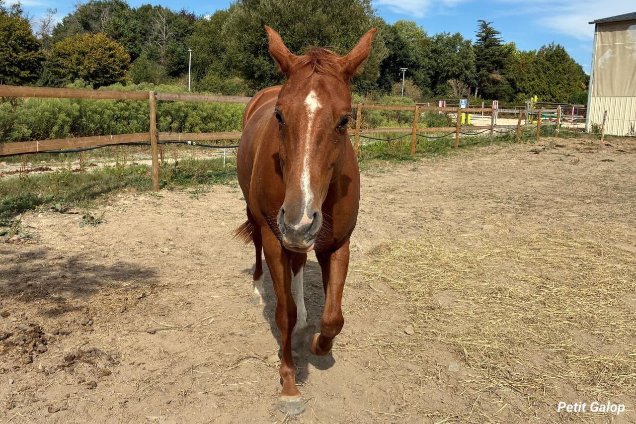 Les 3 allures du cheval