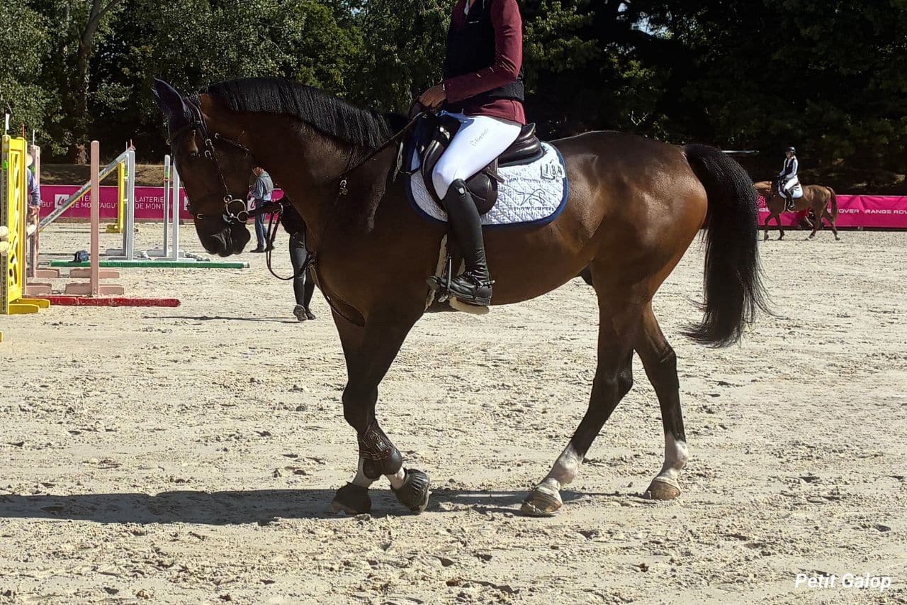 Aides du cavalier