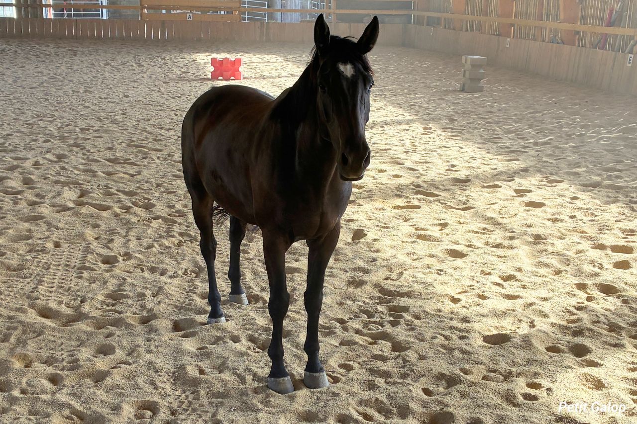 Aplombs des antérieurs du cheval