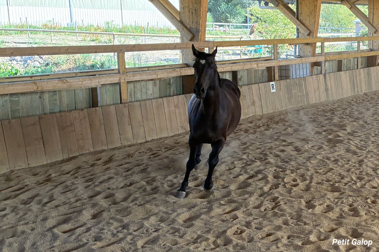 Aplombs du cheval en mouvement