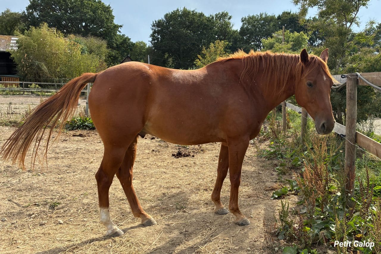 Aplombs des postérieurs du cheval