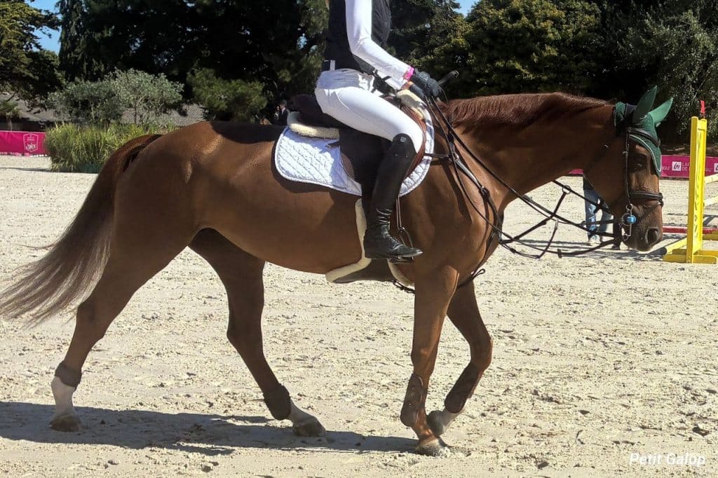 Détente cheval