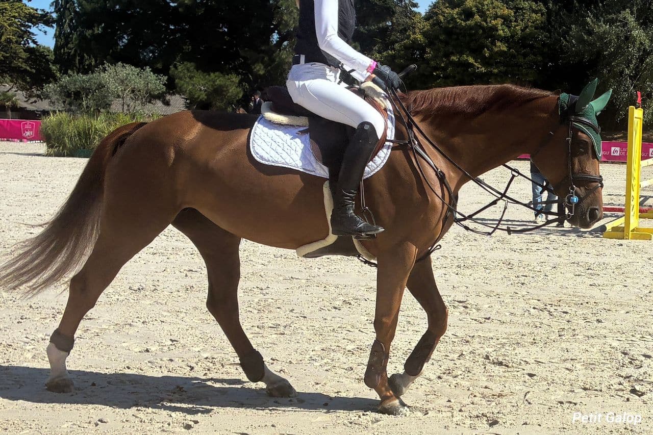 Détente cheval