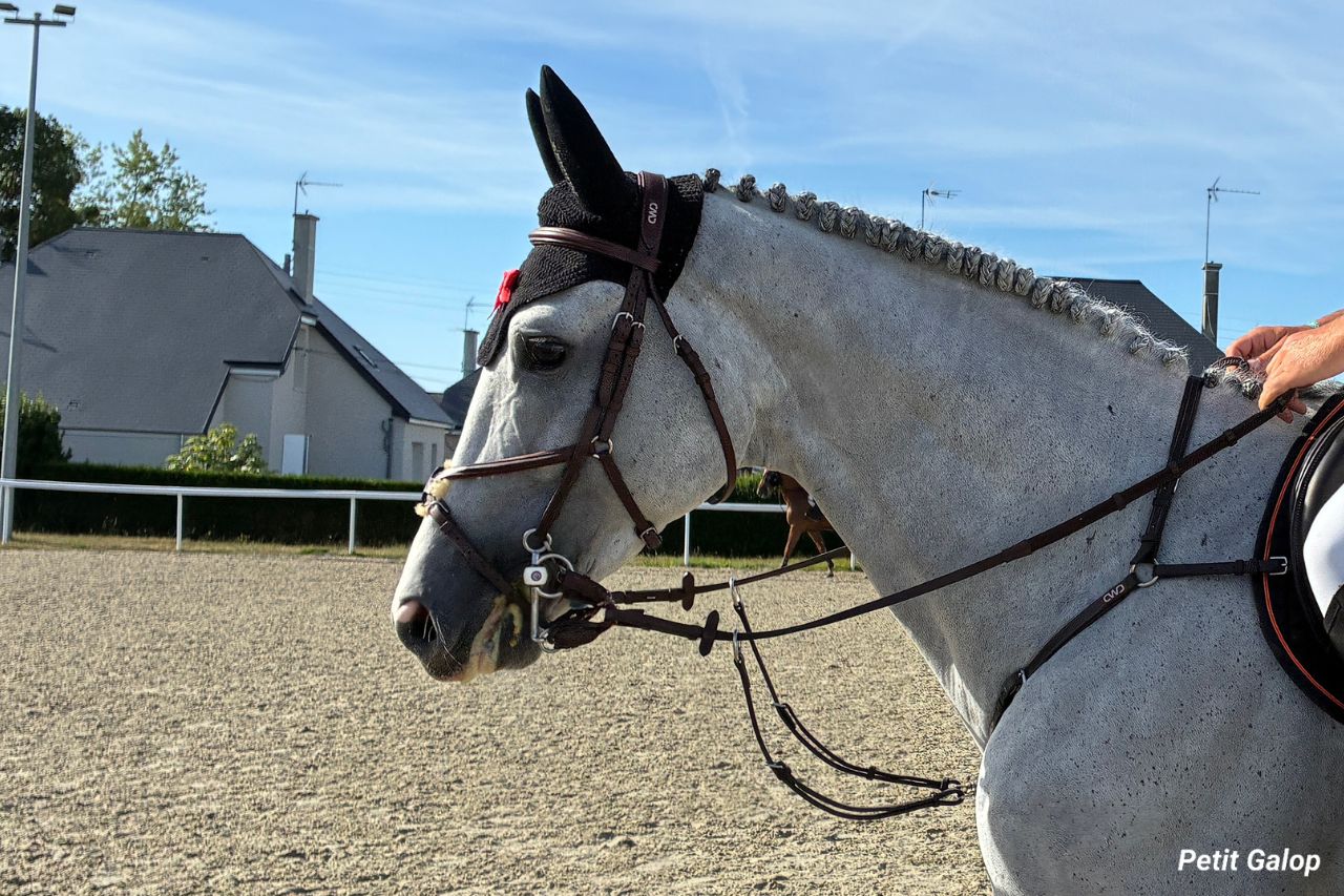 Les enrênements du cheval