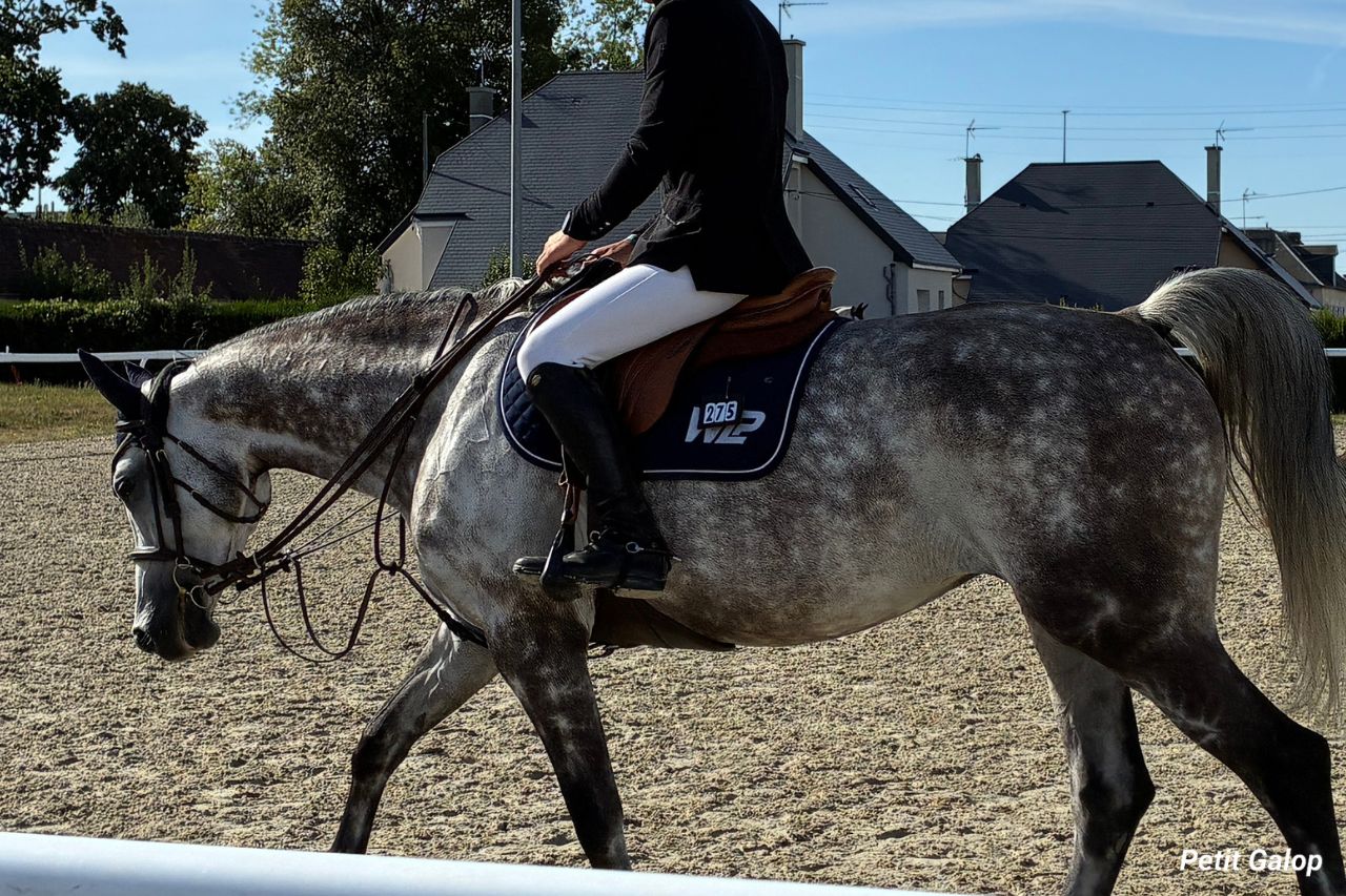 Extension d'encolure du cheval