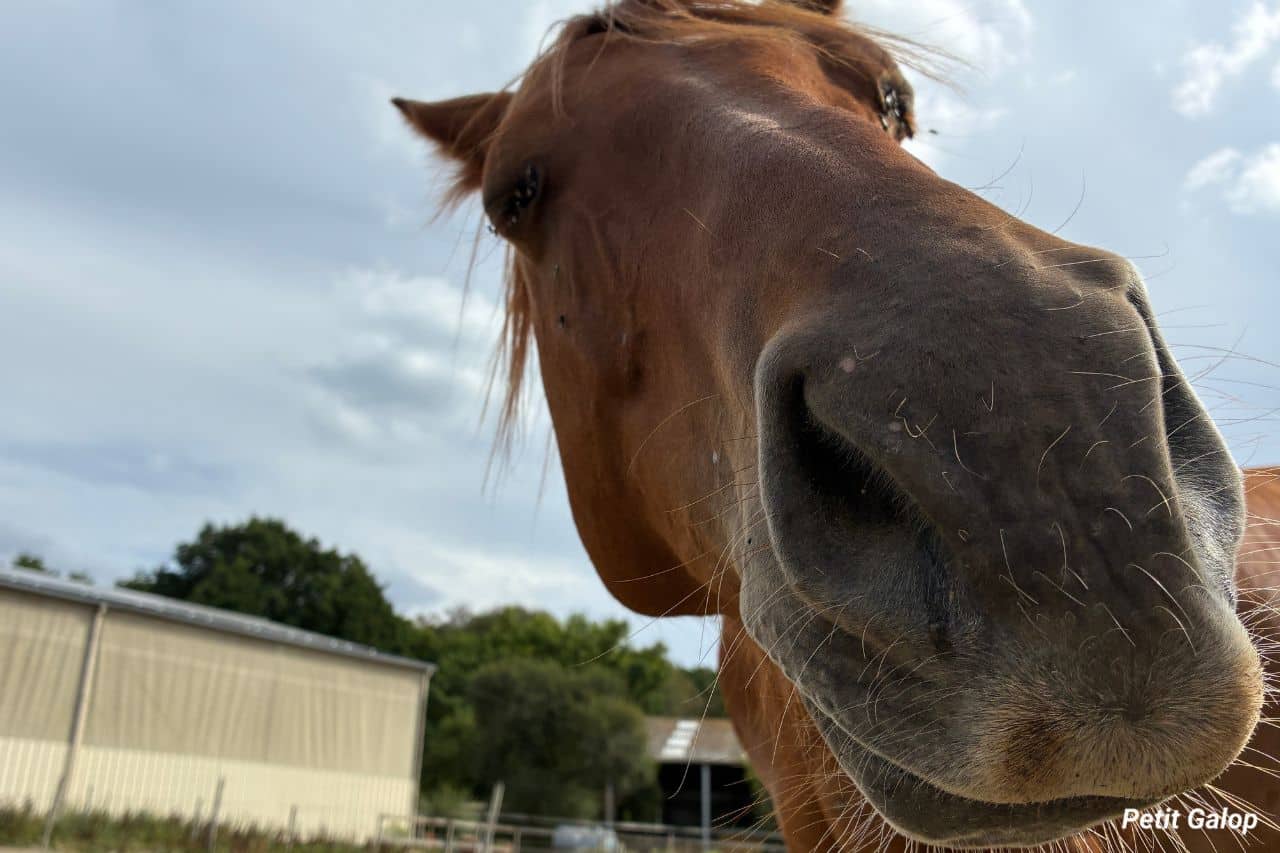 Maladies du cheval