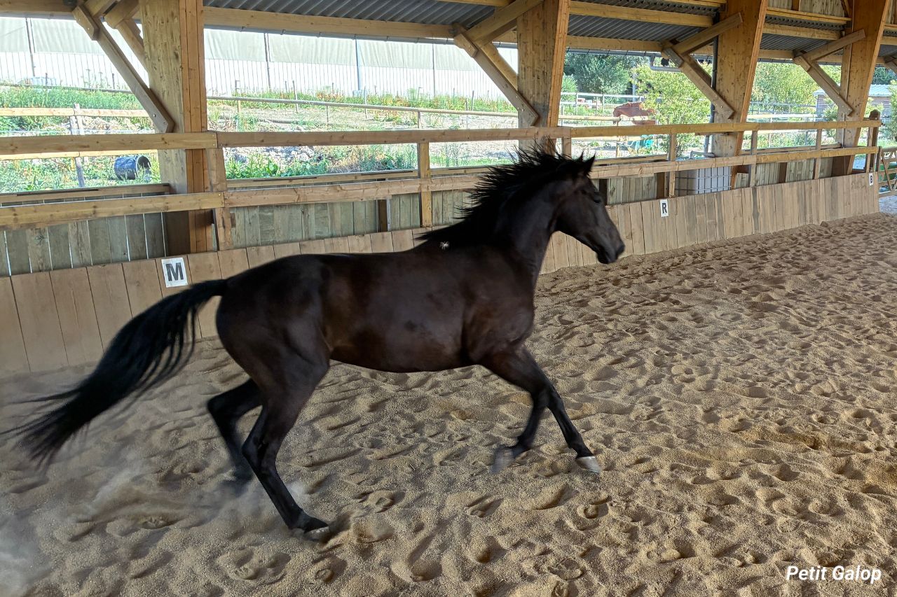 Muscles du cheval