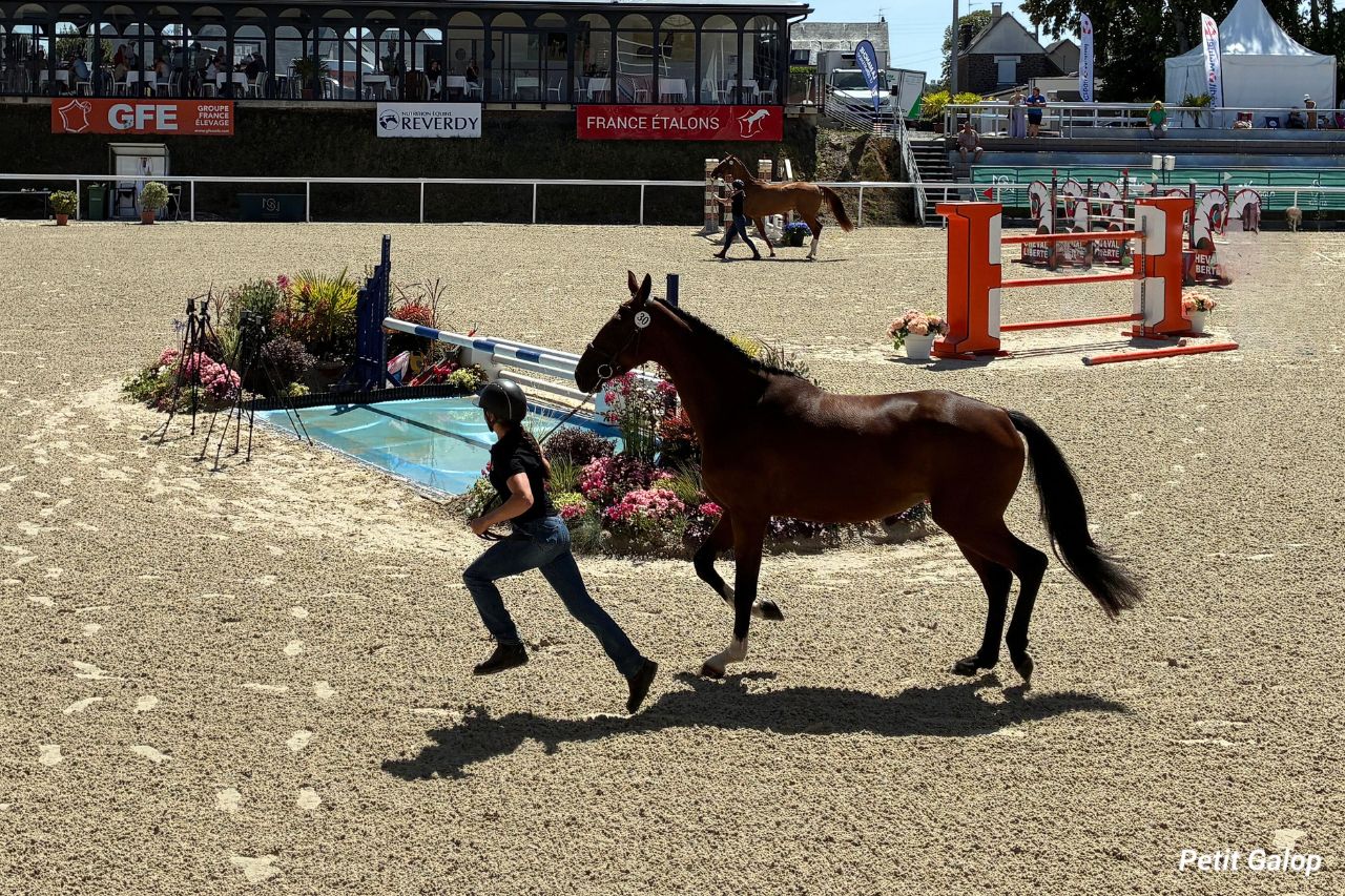 Présenter un cheval en main